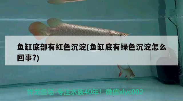 安陽哪有做魚缸的廠家（安陽哪有做魚缸的廠家?。? title=