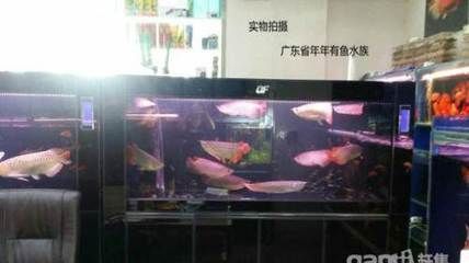 品牌龍魚缸排名前十有哪些：十大龍魚缸品牌推薦 魚缸百科 第5張