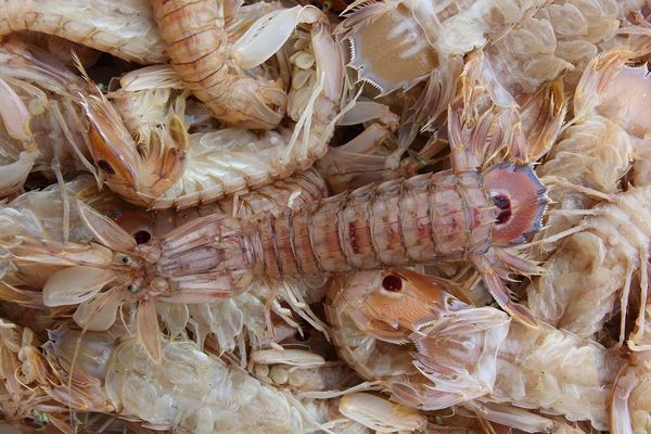 小熊貓雌雄怎么分辨的(大熊貓?jiān)趺捶直嫘酆痛? 白子銀龍魚苗