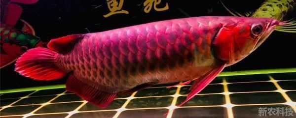 東莞長安哪里賣魚缸的地方（東莞長安哪里賣魚缸的地方多）