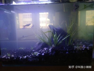 德陽魚缸批發(fā)市場在哪里啊多少錢一斤（德陽魚缸批發(fā)市場在哪里啊多少錢一斤）