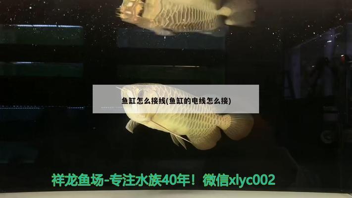 杭州金龍魚批發(fā)市場在哪里，杭州金龍魚批發(fā)市場