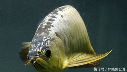 三門峽魚缸訂做（三門峽魚缸訂做店）