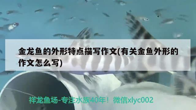 紅龍魚用什么顏色的缸養(yǎng)好看（紅龍魚用什么顏色的缸養(yǎng)好看呢）