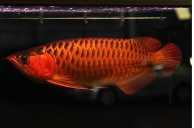 觀賞魚(yú)高清圖片大全大圖：蘇州生態(tài)魚(yú)缸大概多少錢(qián)