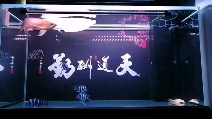 什么樣的虎魚品種好看(什么樣的虎魚品種好看好養(yǎng))