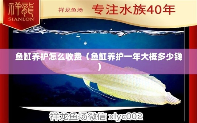 濟(jì)寧魚缸定做店（上門維修魚缸濟(jì)寧電話） 白化巴西龜（白巴）