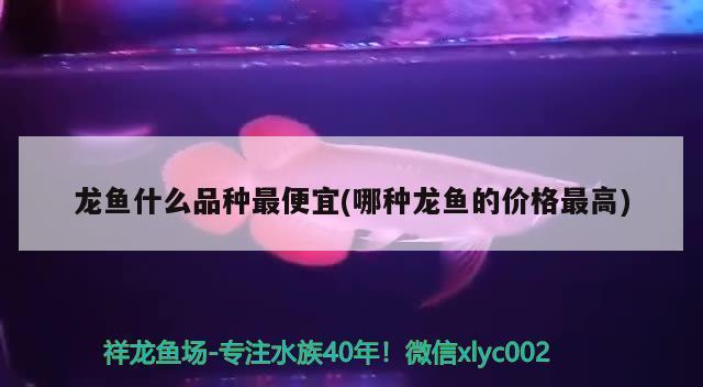 龍魚(yú)最便宜的品種：最便宜的龍魚(yú)品種及其飼養(yǎng)要求是非常重要的龍魚(yú)品種 龍魚(yú)百科 第3張