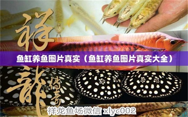 魚缸內(nèi)長(zhǎng)褐藻可以用什么魚消除呢視頻