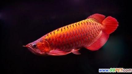 花盆魚缸造景（花盆魚缸造景效果圖）