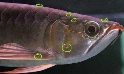 魚(yú)缸水泵不出氣泡噴水(魚(yú)缸水泵不出氣泡噴水怎么回事) 魚(yú)缸水泵