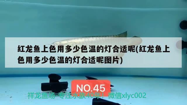 專業(yè)維修魚缸