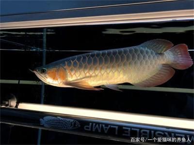 魚(yú)缸放客廳東邊好嗎風(fēng)水好嗎（魚(yú)缸放客廳東邊好嗎風(fēng)水好嗎視頻）