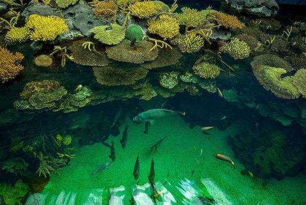 衡水魚缸水族批發(fā)市場地址電話（衡水魚缸水族批發(fā)市場地址電話多少）