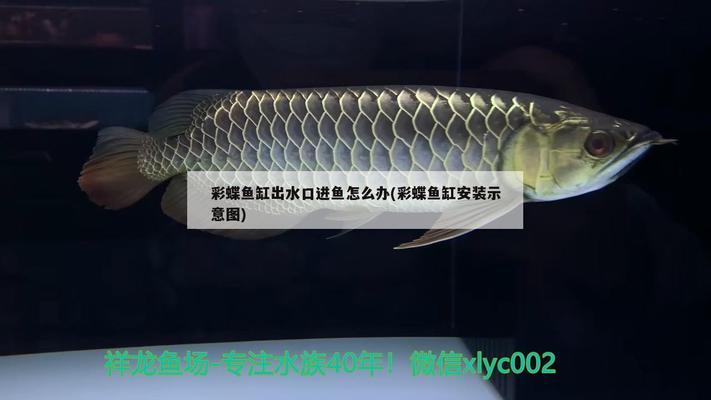 龍魚前寬后窄怎么回事（龍魚前寬后窄怎么回事?。? title=