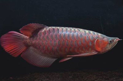 安丘市益家樂水族館（安丘市益家樂水族館電話）