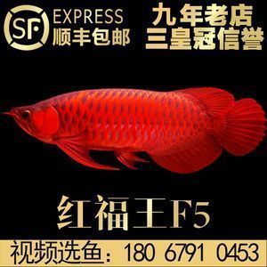 遼源水族批發(fā)市場(chǎng)在哪里呀多少錢(qián)（遼源水族批發(fā)市場(chǎng)在哪里呀多少錢(qián)一位）