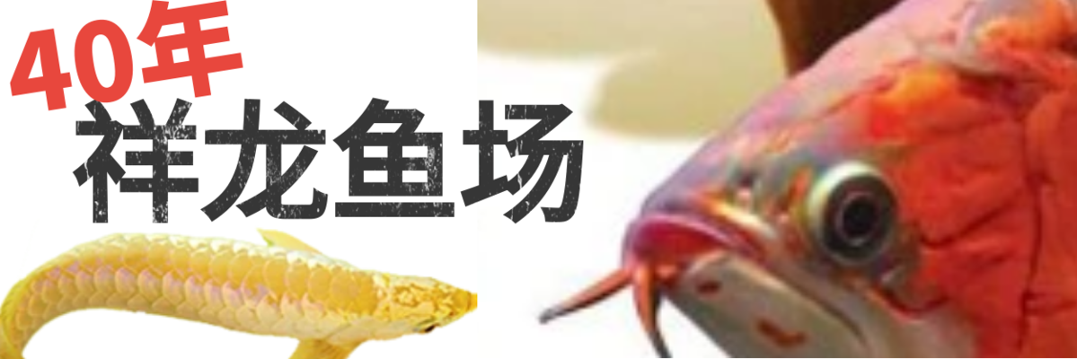 回民區(qū)魚(yú)友會(huì)水族店（回民區(qū)魚(yú)友會(huì)水族店電話） 全國(guó)水族館企業(yè)名錄