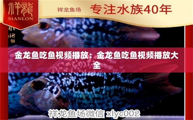 紅龍魚喂什么上色好（紅龍魚喂什么上色好看）