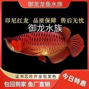 鲤鱼的做法大全家常菜东北(鲤鱼的做法大全家常做法大全)