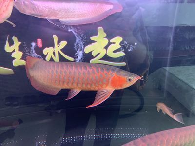 新賓滿族自治縣南雜木老吳水族館（新賓南雜木鎮(zhèn)）