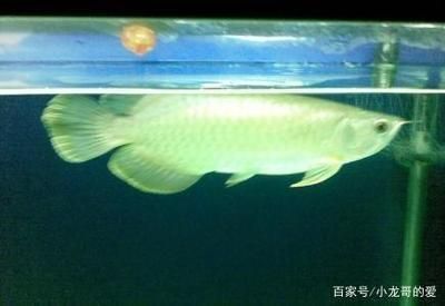 馬來西亞金龍魚多少錢一條圖片(馬來西亞金龍魚多少錢一條_) 海水魚（海水魚批發(fā)）