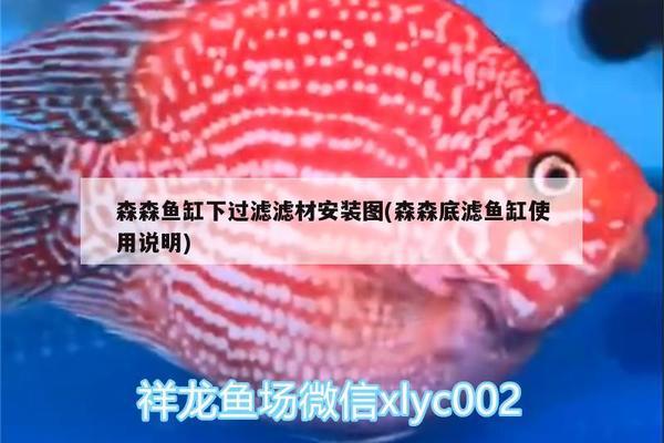 龍魚虎魚混養(yǎng)（龍魚虎魚混養(yǎng)視頻） 虎魚百科