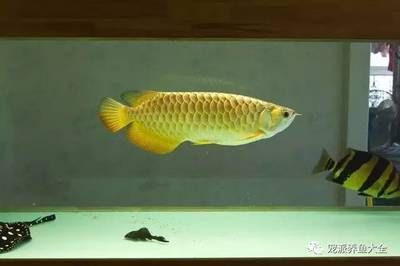 蓬江區(qū)綠雅芳庭水族館（蓬江區(qū)綠雅芳庭水族館地址）