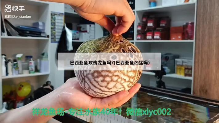 寶雞觀賞魚生意怎么樣呀好做嗎多少錢（寶雞觀賞魚生意怎么樣呀好做嗎多少錢一條）