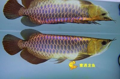 魚缸水發(fā)白霧蒙蒙的怎么處理視頻教學（魚缸水發(fā)白霧蒙蒙的怎么處理視頻教學）