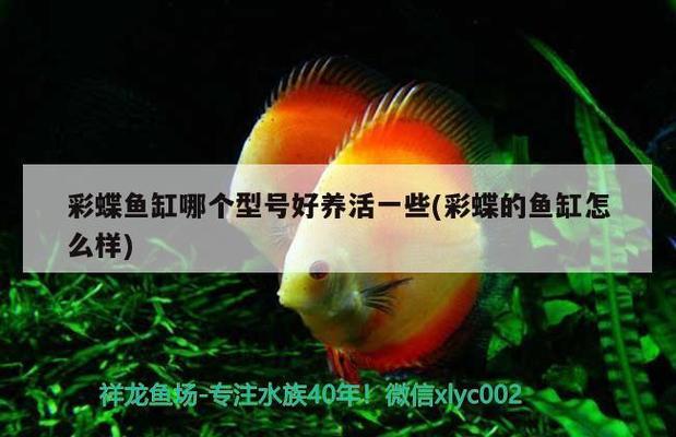 沈陽(yáng)二手魚缸58同城轉(zhuǎn)讓信息（沈陽(yáng)二手魚缸58同城轉(zhuǎn)讓信息最新）