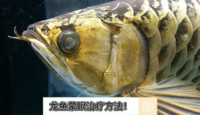 牡丹江二手魚(yú)缸交易平臺(tái)哪家好（牡丹江二手魚(yú)缸交易平臺(tái)哪家好用）