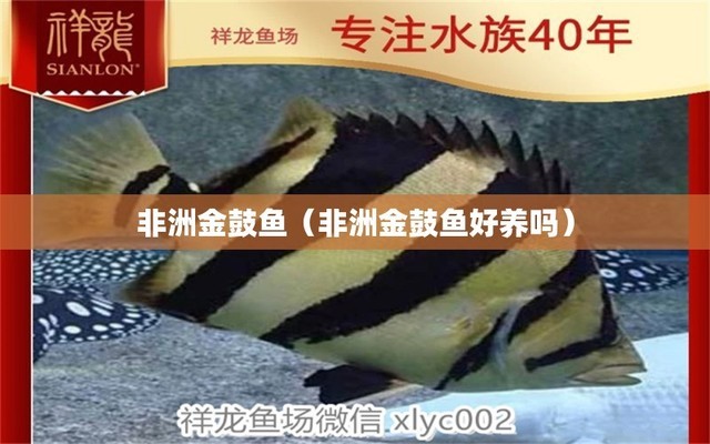 龙鱼眼发红是怎么回事：龙鱼眼睛发红怎么办？ 水族问答 第1张