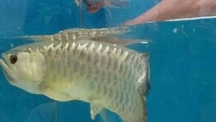 小鱼缸造型设计效果图片 水族问答