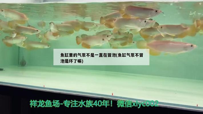 龍魚身上有小白點(diǎn)是什么原因（龍魚身上有小白點(diǎn)是什么原因造成的） 廣州龍魚批發(fā)市場