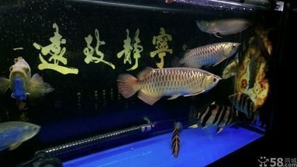 紅龍魚凸眼睛怎么辦視頻教學(xué)（紅龍魚凸眼睛怎么辦視頻教學(xué)）