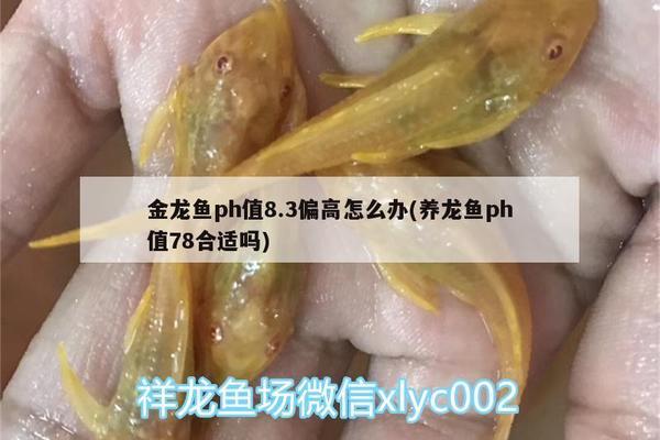 老虎伸嘴要吃肉