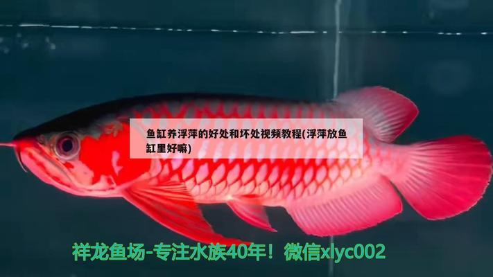 跟羅漢魚一起混養(yǎng)魚缸好嗎（跟羅漢魚一起混養(yǎng)魚缸好嗎視頻） 羅漢魚