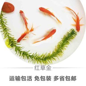 龍魚水霉病藥物治療方法圖片及價(jià)格（龍魚水霉病藥物治療方法圖片及價(jià)格大全）