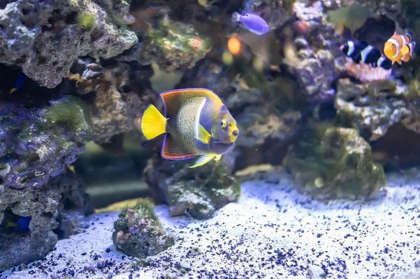 石家莊市長(zhǎng)安區(qū)堡礁水族館（大堡礁水族館） 全國(guó)水族館企業(yè)名錄