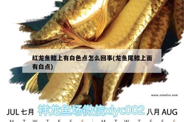 赣州水族批发市场有哪些？（赣州水族批发市场有哪些地方）