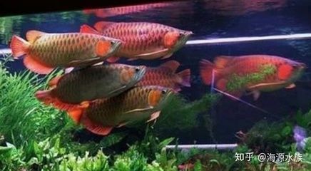 家里魚缸養(yǎng)金魚還是錦鯉好呢 水族問答