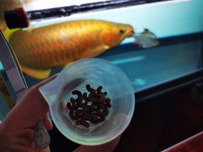 尼勒克縣聚魚坊水族館