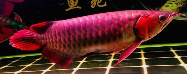 西安市魚(yú)缸維修