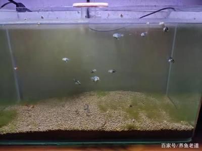 造型魚缸水景圖片高清大圖（造型魚缸水景圖片高清大圖大全） 祥龍水族醫(yī)院