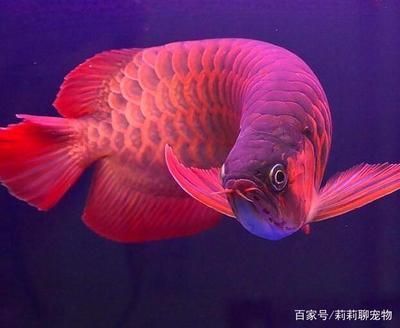 什么樣金龍魚是好的魚(什么樣金龍魚是好的魚圖片) 古典過背金龍魚