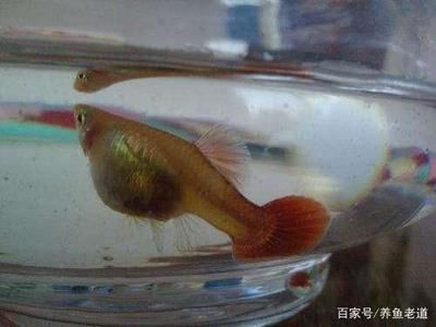 龍魚吃魚苗嗎：龍魚可以吃魚苗嗎