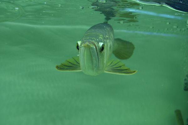 紅龍魚(yú)發(fā)色前兆有哪些圖片（紅龍魚(yú)發(fā)色前兆有哪些圖片大全）