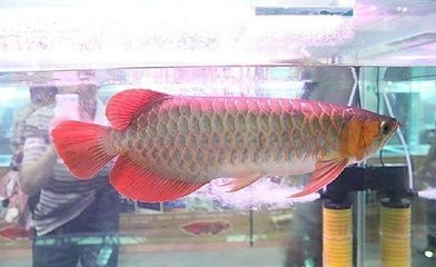 臺州二手魚缸市場在哪里買便宜 水族問答