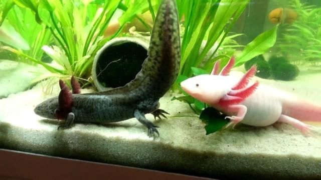 合肥水族館艾潔凈水器回來了拿出來顯擺一下 名貴錦鯉魚